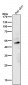 Anti-MyoD Rabbit Monoclonal Antibody